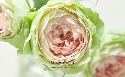 Изображение розы гравити: яркость и красота