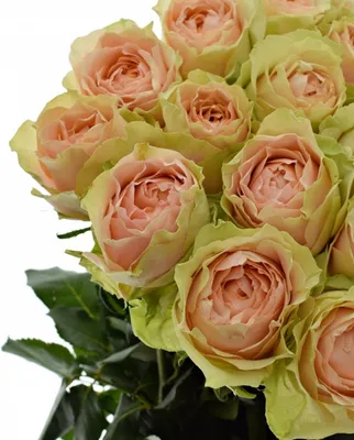 Фото розы гравити: выберите размер изображения