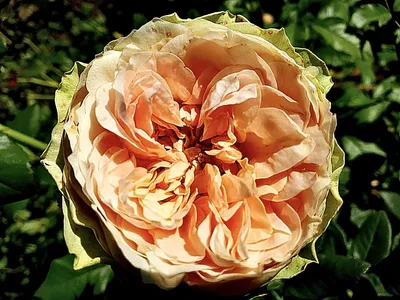 Фото розы гравити: запечатленный момент