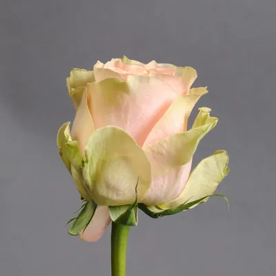 Фотография розы гравити: каждый лепесток совершенство