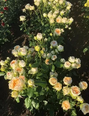 Фотка розы гравити: натуральная красота
