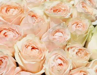 Картинка розы гравити: стиль и утонченность