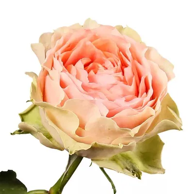 Изображение розы гравити: восторг для глаз