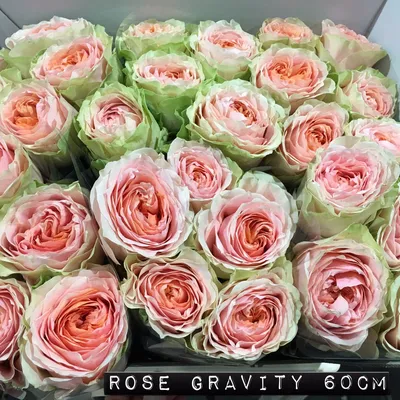 Фото розы гравити: магия цветов