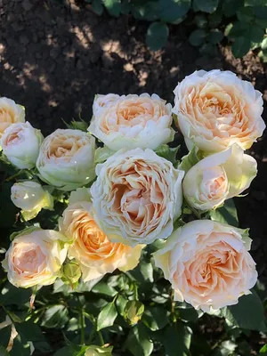 Изображение розы гравити в формате png