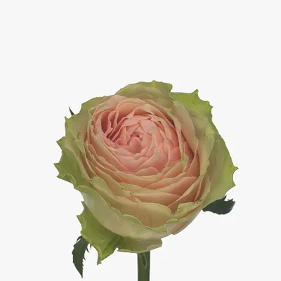 Фотография розы гравити: аромат любви