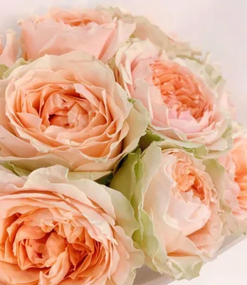 Фотка розы гравити: изумительное сочетание цветов