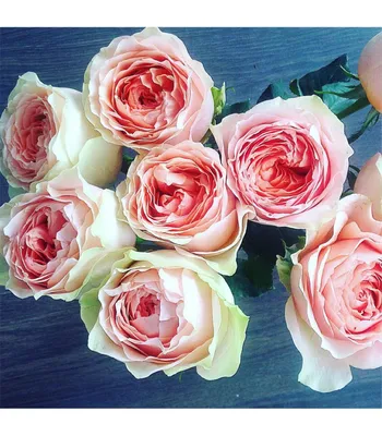 Фото розы гравити: цветочный рай на вашем экране
