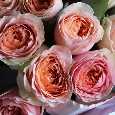Фотография розы гравити: прикосновение к истокам красоты