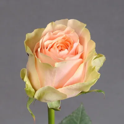 Фотка розы гравити: красота и грация