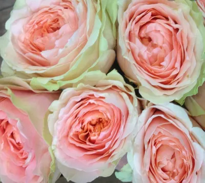 Роза гравити: уникальные фото роз