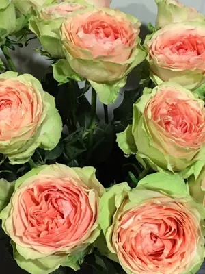 Изображение розы гравити: атмосфера нежности