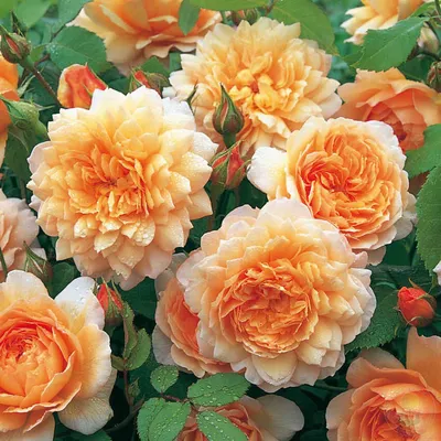 Роза грейс: нежное изображение в формате jpg