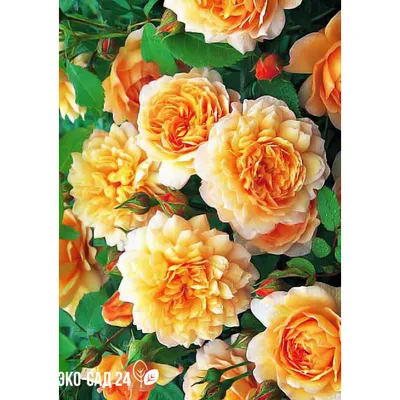 Уникальное изображение розы грейс в живописном формате
