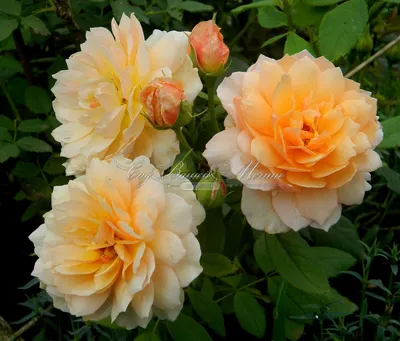 Фото розы грейс с возможностью выбора размера