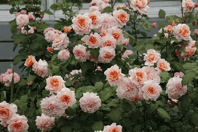 Стильное изображение розы грейс в webp