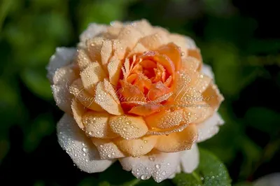 Фото розы грейс с богатыми цветами