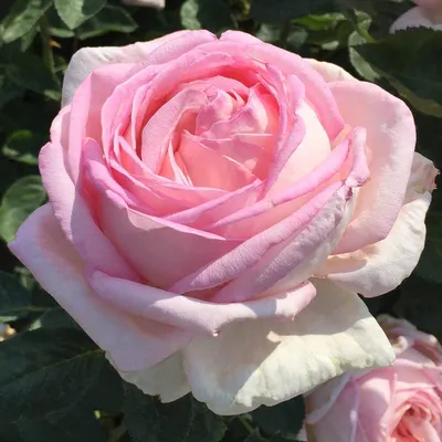 Интересная картинка розы грейс