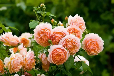 Прекрасная фотография розы грейс в формате png