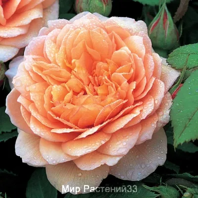Изображение розы грейс в формате png