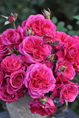 Уникальный снимок розы грейс для скачивания