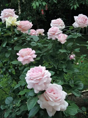 Фотография розы грейс в формате webp с яркими цветами
