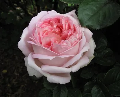 Изображение розы грейс с возможностью выбора размера