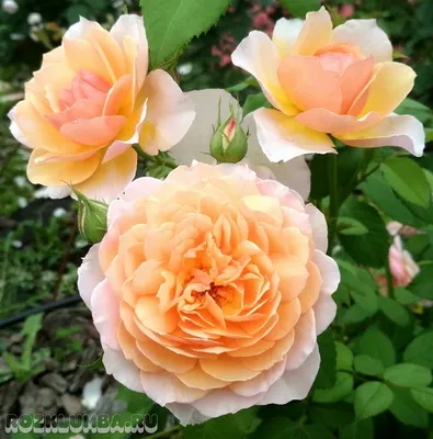 Фото розы грейс с эффектными оттенками