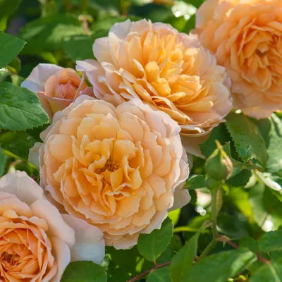 Увеличенная фотка розы грейс
