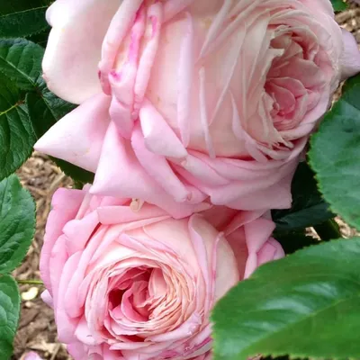 Изображение розы грейс для скачивания в png