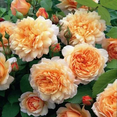 Фотография розы грейс с прекрасными деталями