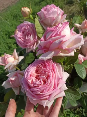 Фото розы грейс в формате webp со стильными эффектами