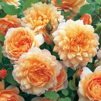 Роза грейс: оригинальный размер jpg