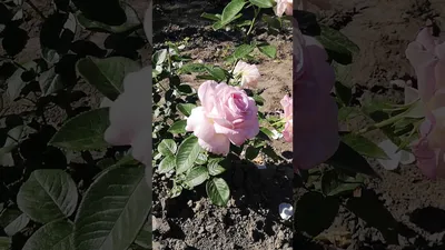 Увеличенная фотография розы грейс для скачивания