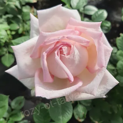 Роза грейс: оригинальный размер в png