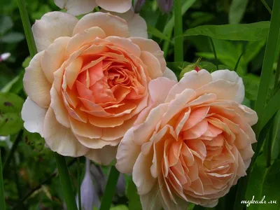 Изображение розы грейс в живописном формате webp