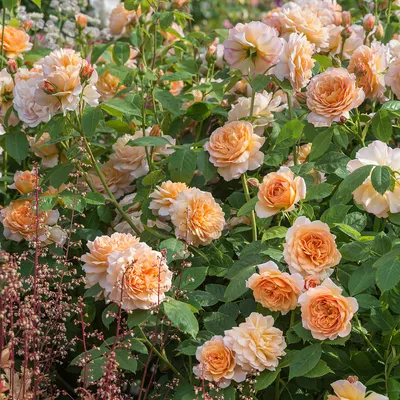 Фото розы грейс с высоким разрешением
