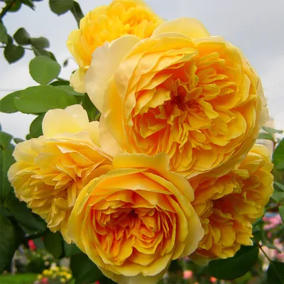 Уникальные фото Роза грехам томас в формате JPEG