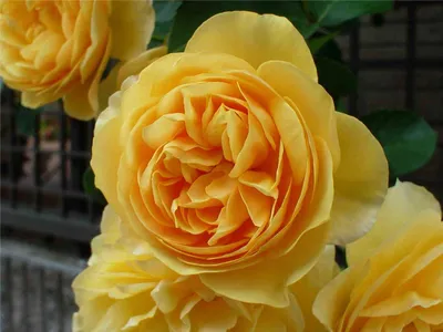 Удивительные снимки Роза грехам томас в формате JPEG