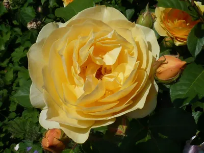 Очаровательные фотки Роза грехам томас для скачивания в формате JPEG
