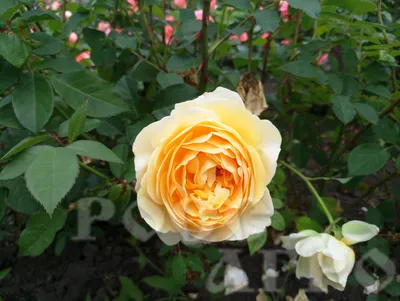 Удивительные снимки Роза грехам томас для выбора размера