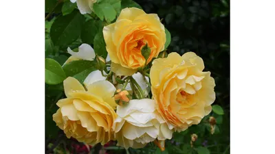 Очаровательные снимки Роза грехам томас в формате JPEG