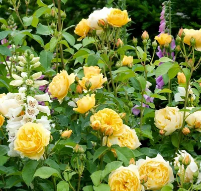 Уникальные фотографии Роза грехам томас в разных форматах и размерах