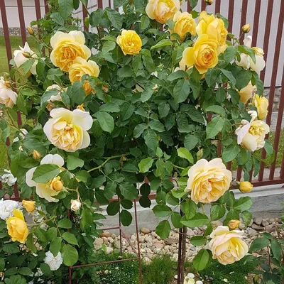 Роза грэхэм томас - Фото в формате jpg