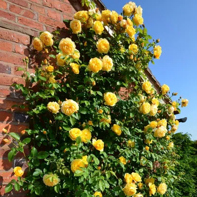 Изображение розы грэхэм томас в формате png