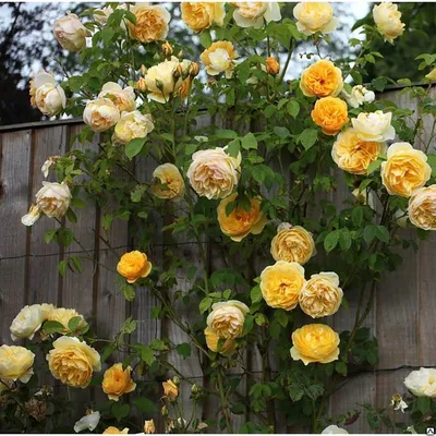 Фото розы грэхэм томас для загрузки