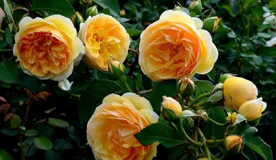 Фото прекрасной розы грэхэм томас в формате jpg