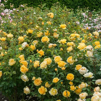 Фотография розы грэхэм томас - png формат