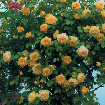 Фото, изображение розы грэхэм томас