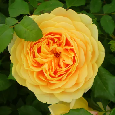 Изображение розы грэхэм томас для скачивания - webp